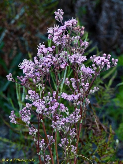 {Trilisa odoratissima}